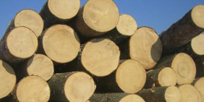 開年大盤點(diǎn)：木材利潤哪個高？